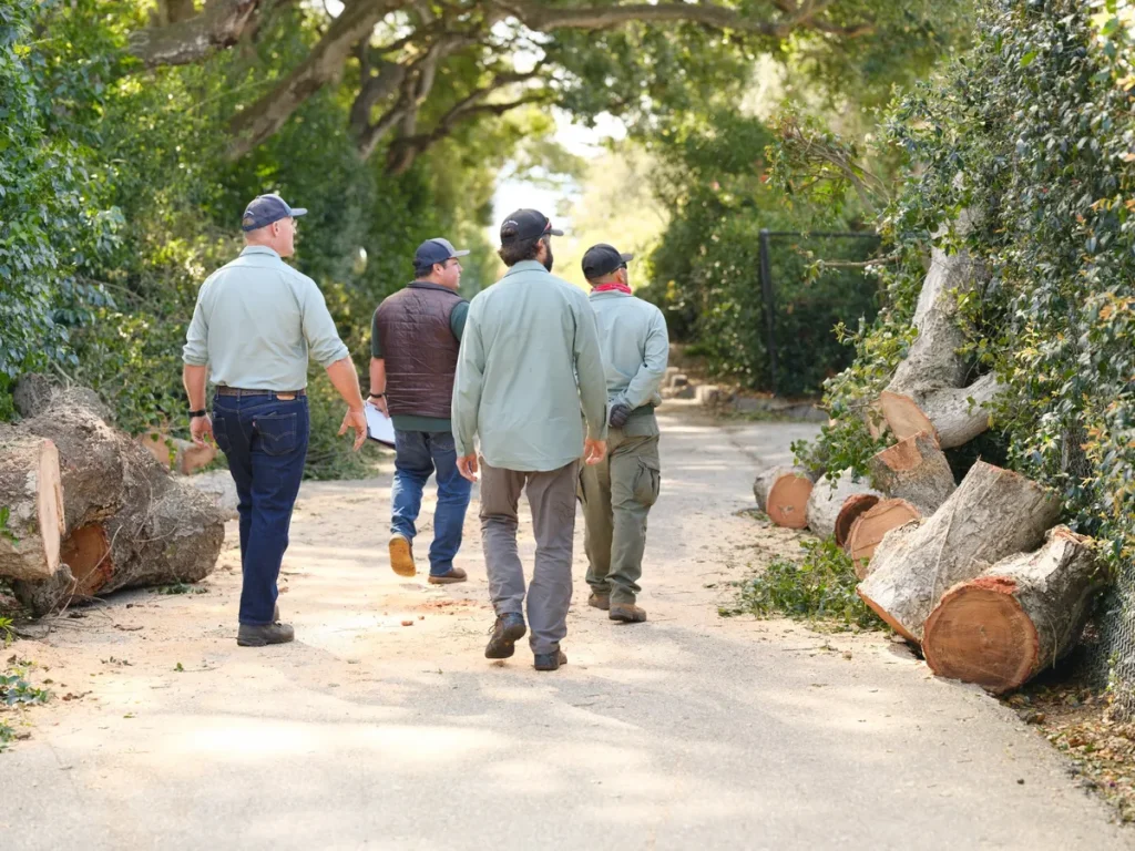 fallen oak tree inspection root rot santa barbara 93110